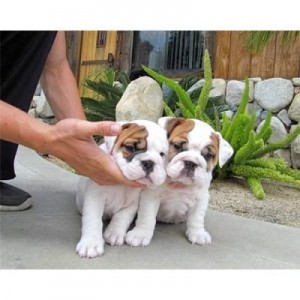 Miniature English Bulldogs Puppies Available