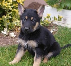 German Shepherd puppies For Adoption Now Available