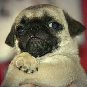 FOREVER YOUNG PUG PUPPY FOR SALE TO YOUNG AND WELCOMING PETS HOME