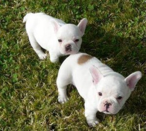 White French Bulldog Puppies 4 adoption