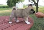 Akita Puppies