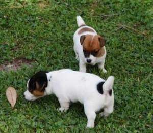 Jack Russell Terrier Puppies
