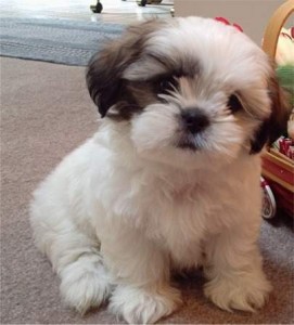 HONORABLE SHIH TZU PUPPIES FOR SALE TO ANY WHO HAS BEEN DREAMING TO HAVE A PET