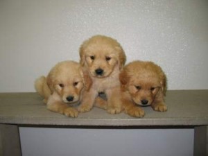 Golden retriever puppies