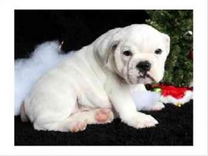 AKC English Bulldog Puppies For Adoption