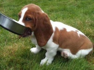 Fergus the Basset Hound