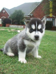 Lovely Siberian Husky Puppies for sale now