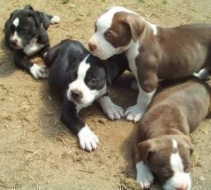 American Pitbull puppies