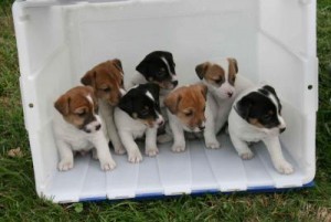 Jack Russell puppies