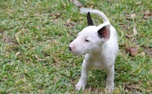 home trained bull terrier puppies available..