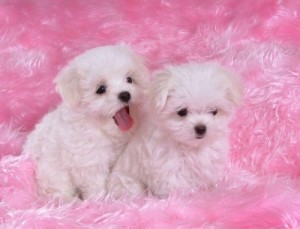 Maltese Puppies