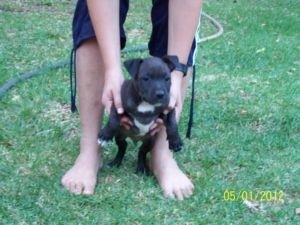 Good home for 2 American Staffies