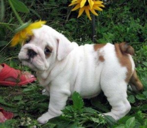 english bulldog puppy for sale