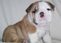 Two English Bulldog Puppies for Adoption For X mass