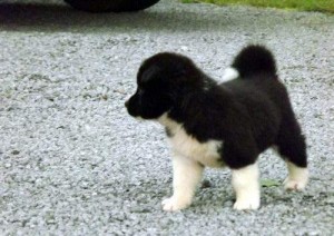 Healthy Akita Puppies For Adoption