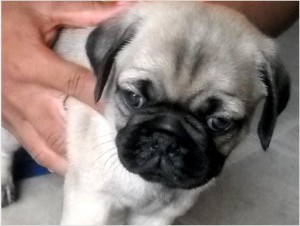 Pug Puppies now Available