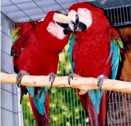 Adorable Green wing macaw Parrots  ready for their new home, they are vaccinated, DNA tested and will came with all health paper