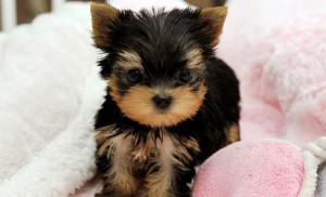 Tiny Little Yorkshire terrier puppies for Adoption