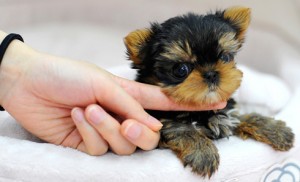 Yorkshire Terrier, Kc Registered Pups