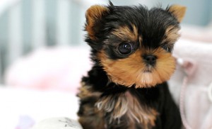 Charming Yorkie Puppies