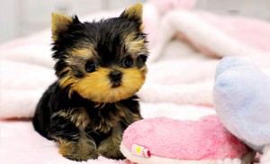 Yorkshire terrier Puppies ready