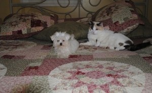 Maltese Puppies for Re-homing