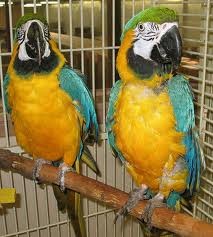 ADORABLE BLUE AND GOLD MACAW SEEKING NEW HOMES, TEXT US AT 585) 204-0338
