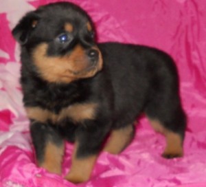 Lovely Rottweiler puppies for caring home