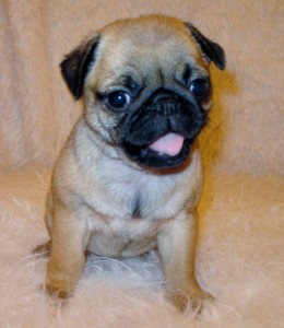 Classic Male And Female pug Puppies For Xmas