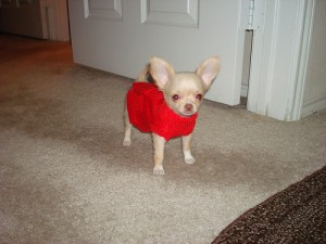 ADOPT macy (chihuahua puppy) if you are within the U.S