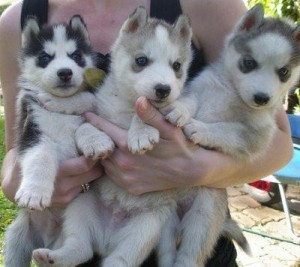 Playful Siberian hukies For Adoption