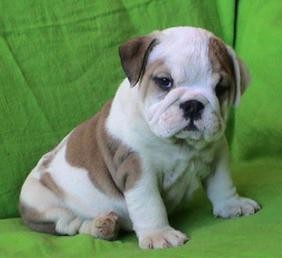 very healthy English bulldog puppies now ready for xmas