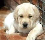 English Bulldog Puppies ForAdoption/Available.
