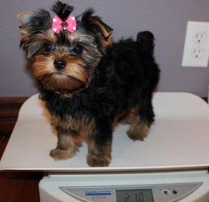 ???Stunning and adorable yorkie puppies for xmass available now???