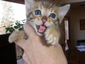 Beautiful Bengal Kittens For Rehoming!!!