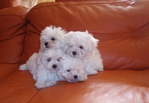 Cute Maltese Puppies For Good Homes!!! contact with a valid phone number for quick respond to inquiry!!!!!