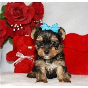 X-mas Yorkie Puppies For X-Mas