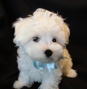Male and Female Tea-cup Maltese Puppies For Adoption in a Good Home Now