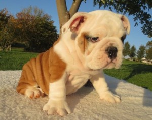 Top Quality Male And Female English Bulldog Puppies Available For Home