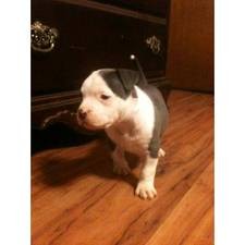 X-MASS AMERICAN PIT BULL FOR ADOPTION ONLY SERIOUS PEOPLE SHOULD CONTACT US WITH NUMBER