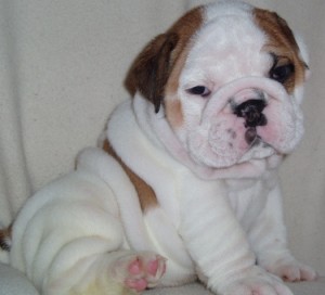 adorable english bulldog puppies for good homes