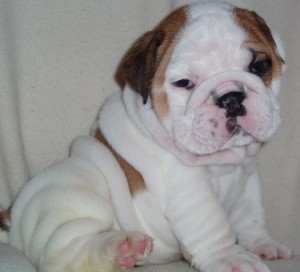lovely english bulldog puppies for good homes