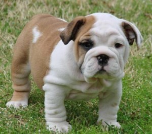 Outstanding AKC registered English bulldog puppies for re-homing