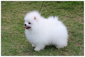 Precious white and brown Teacup Pomeranian Puppies for Adoption