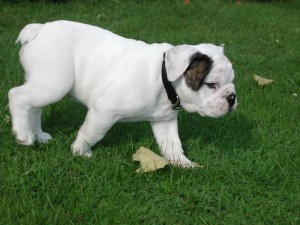 **** Awesome Male and Female English Bulldog Pupps For adoption *****