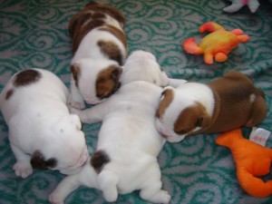 Gorgeous Purebreed English Bulldog Puppies For Adoption *