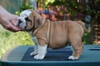 cute and adorable x-mas english male and female bulldog puppies at very affordable prices