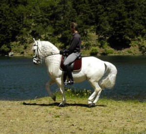 Talented, picture perfect and versatile Quality Lipizzan