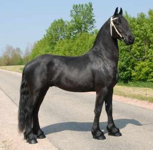 Beautiful Friesian Gelding Horses For Sale Into Caring Homes