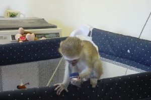 Baby Face Capuchin Monkeys available for adoption
